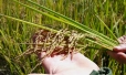 Cadeia produtiva do arroz seguir&aacute; enfrentando dificuldades em 2026