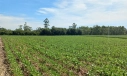 TERRENO RURAL - LINHA ESPERANÇA, IÇARA
