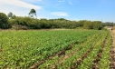 TERRENO RURAL - LINHA ESPERANÇA, IÇARA