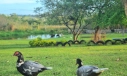 TERRENO, BOA VISTA - IÇARA
