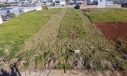 TERRENO - LOT. BELLA VISTA II -  JARDIM SILVANA - IÇARA