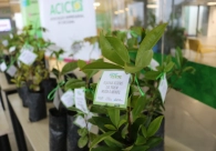Acic e N&uacute;cleo do Meio Ambiente distribuem mudas de plantas em refor&ccedil;o &agrave; Semana do Meio Ambiente