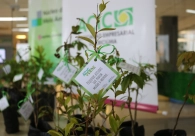 Acic e N&uacute;cleo do Meio Ambiente distribuem mudas de plantas em refor&ccedil;o &agrave; Semana do Meio Ambiente