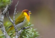 Cultura Acic: Exposi��o re�ne registros de aves do Sul de SC