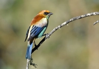 Cultura Acic: Exposi��o re�ne registros de aves do Sul de SC