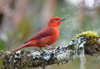 Cultura Acic: Exposi��o re�ne registros de aves do Sul de SC