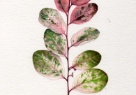 Projeto Cultura Acic recebe nova exposi&ccedil;&atilde;o nesta quinta-feira