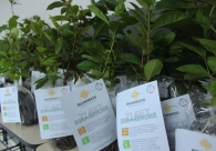 Semana ODS na Pr�tica encerra neste s�bado, com a��o na Pra�a Nereu Ramos