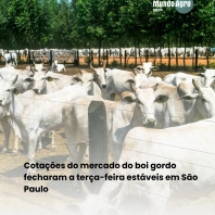 Na última terça-feira (25), as cotações em São Paulo permaneceram estáveis