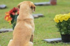 C&acirc;mara discute projeto que permite enterro de c&atilde;es e gatos com seus donos em cemit&eacute;rios de Joinville