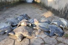 Doze tartarugas s&atilde;o encontradas mortas em praia de Barra Velha
