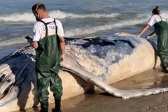 Baleia encontrada morta em praia de Barra Velha pode oferecer riscos biol&oacute;gicos &agrave; popula&ccedil;&atilde;o, alertam t&eacute;cnicos do PMP-BS