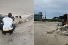 Baleia com marcas de mordidas de tubar&atilde;o &eacute; encontrada em praia de Itapo&aacute;