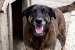 Um ato de resist&ecirc;ncia pelo Orelha