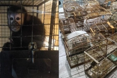 Joinville &eacute; alvo de megaopera&ccedil;&atilde;o contra crimes ambientais e tr&aacute;fico de animais