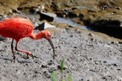 Guar&aacute;s‑vermelhos voltam a ser vistos em Joinville com a preserva&ccedil;&atilde;o dos manguezais