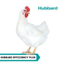 HUBBARD EFFICIENCY PLUS