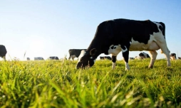 Genética tem papel determinante no aprimoramento do rebanho