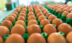 Preços dos ovos variam, com destaque para alta do branco