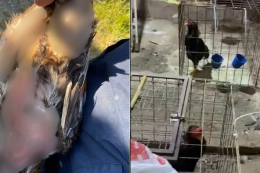 Opera&ccedil;&atilde;o resgata mais de 50 galos de rinha e aves amea&ccedil;adas de extin&ccedil;&atilde;o em Joinville