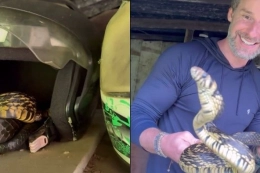 V&Iacute;DEO - Moradores levam susto ao encontrar serpente dormindo dentro de capacete em Jaragu&aacute; do Sul