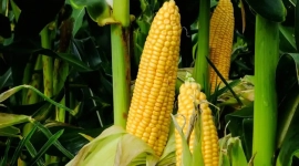 Milho fechou ontem, 3ª feira, recuando em Chicago em mais um dia de pressão negativa do trigo