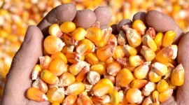 Com pressão compradora, cotações do milho têm novas quedas