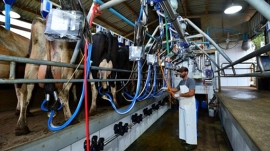 CMN libera contratação de crédito para bovinocultura