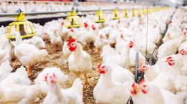 USDA informa nova venda de soja 24/25 para a China