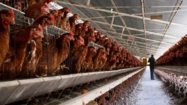 Na África do Sul, AMIE comemora fim da proibição da venda de frango do Brasil