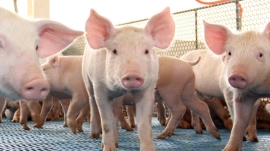 CNA e Cepea mostram recorde da população ocupada no agronegócio no 1º trimestre