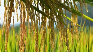 Solução para reduzir a utilização de veneno do arroz