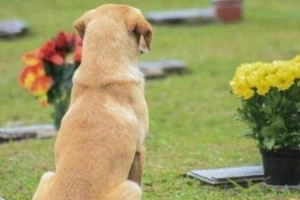 C&acirc;mara discute projeto que permite enterro de c&atilde;es e gatos com seus donos em cemit&eacute;rios de Joinville