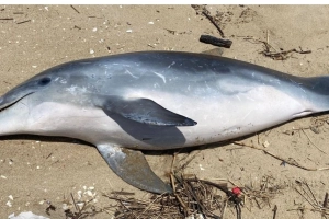 Golfinho &eacute; encontrado morto com sinais de agress&atilde;o em Balne&aacute;rio Barra do Sul