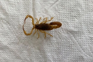 Vigil&acirc;ncia Ambiental captura mais de 50 escorpi&otilde;es em Araquari