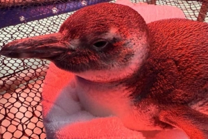 V&Iacute;DEO - Pinguim-de-magalh&atilde;es &eacute; resgatado ap&oacute;s ser encontrado debilitado por morador de Itapo&aacute;