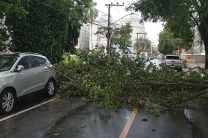 Temporal provoca destelhamentos, queda de &aacute;rvores e interdi&ccedil;&otilde;es de casas em Joinville