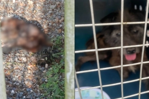 C&atilde;o morre por maus-tratos e &eacute; deixado jogado em quintal, em Joinville