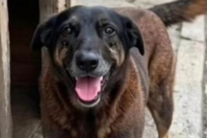 Joinville promove ato por justi&ccedil;a pela morte do c&atilde;o Orelha