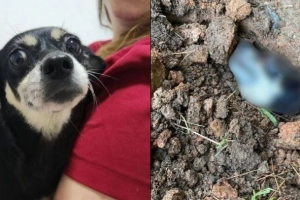 Caso Bonnie: tutor de cadela enterrada viva &eacute; denunciado por maus-tratos em Joinville