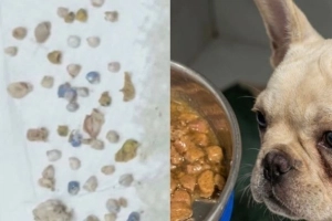 Cachorra passa por cirurgia ap&oacute;s comer 48 pedras de crack em Joinville