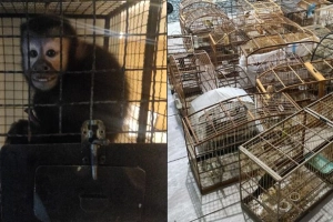 Joinville &eacute; alvo de megaopera&ccedil;&atilde;o contra crimes ambientais e tr&aacute;fico de animais