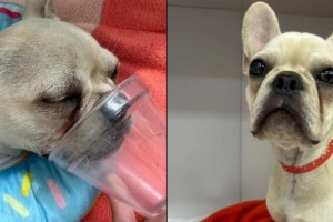 Cadela que engoliu 55 pedras de crack recebe alta da UTI