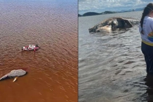 Baleia do tamanho de um pr&eacute;dio de tr&ecirc;s andares &eacute; encontrada morta em S&atilde;o Francisco do Sul