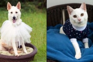 Feira de ado&ccedil;&atilde;o de c&atilde;es e gatos ocorre neste domingo em Joinville