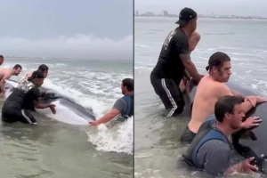 Surfistas resgatam filhote de baleia encalhada em S&atilde;o Francisco do Sul