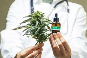 Audi&ecirc;ncia p&uacute;blica debate fornecimento gratuito de cannabis medicinal em Joinville e impacto no SUS