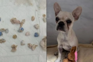 Justi&ccedil;a libera tutora de cachorra que ingeriu 55 crack em Joinville