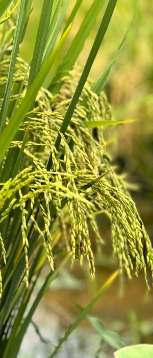 p-reposicionamento-do-p-p-strong-sindarroz-sc-strong-p