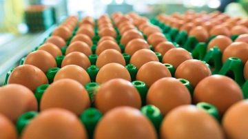 Preços dos ovos variam, com destaque para alta do branco